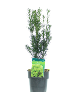 Taxus Hilliii - Hybridbarlind 17 cm