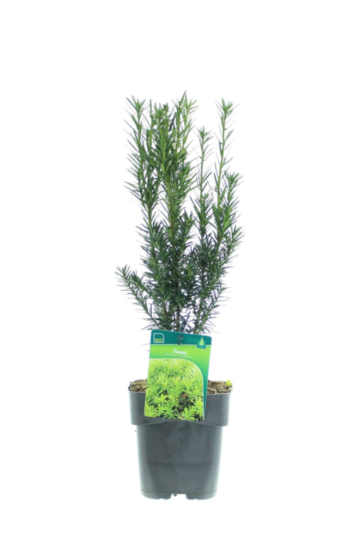 Taxus Hilliii - Hybridbarlind 17 cm