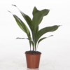 Aspidistra Elatior - Ungkarstrøst 12 cm