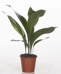 Aspidistra Elatior - Ungkarstrøst 12 cm