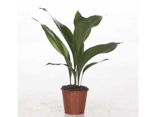 Aspidistra Elatior - Ungkarstrøst 12 cm