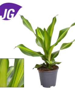 Dracaena Burley - Draketre 17 cm