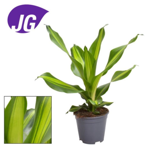 Dracaena Burley - Draketre 17 cm