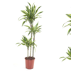 Dracaena 'Lemon Lime' 3 stam - Draketre 21 cm