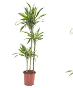 Dracaena 'Lemon Lime' 3 stam - Draketre 21 cm