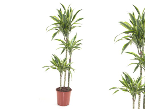 Dracaena 'Lemon Lime' 3 stam - Draketre 21 cm