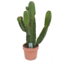 Euphorbia Ingens - Lysestake 26 cm