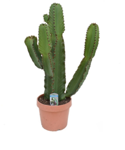 Euphorbia Ingens - Lysestake 26 cm