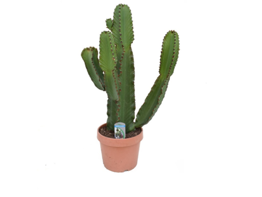 Euphorbia Ingens - Lysestake 26 cm