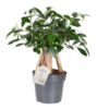 Ficus Microcarpa - Ginsengfiken 17 cm