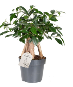 Ficus Microcarpa - Ginsengfiken 17 cm