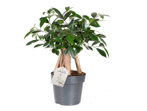 Ficus Microcarpa - Ginsengfiken 17 cm