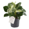 Philodendron White Measure 11 cm