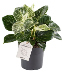 Philodendron White Measure 11 cm