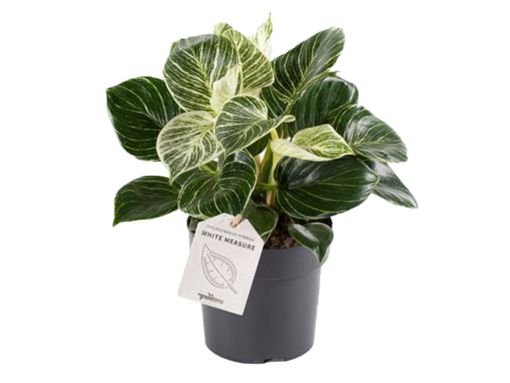 Philodendron White Measure 11 cm