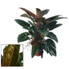 Philodendron Congo Rojo 27 cm