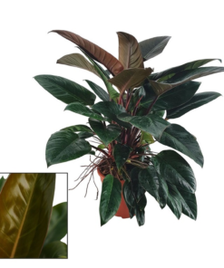 Philodendron Congo Rojo 27 cm