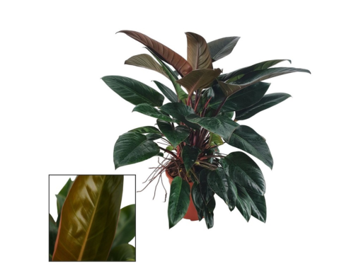 Philodendron Congo Rojo 27 cm