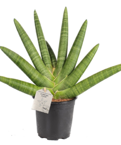 Sanseveria Boncellensis - Bajonettplante 17 cm