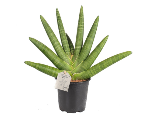 Sanseveria Boncellensis - Bajonettplante 17 cm