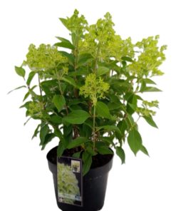 Hydrangea Paniculata - Syrenhortensia 29 cm