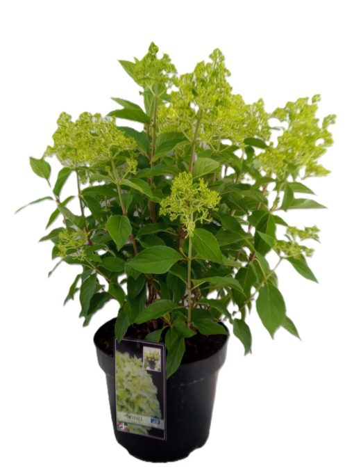 Hydrangea Paniculata - Syrenhortensia 29 cm