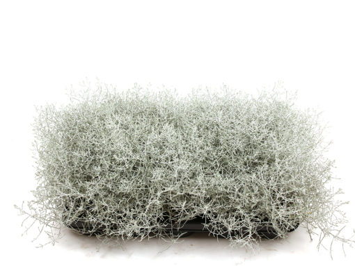 Calocephalus - Sølvtråd 12 cm