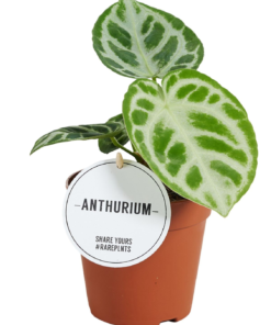 Anthurium Silver Blush