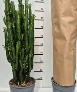 Euphorbia  - Trekanteuphorbia 24 cm