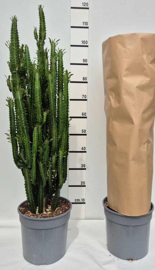 Euphorbia  - Trekanteuphorbia 24 cm