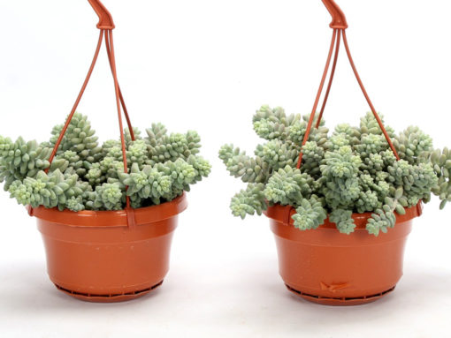 Sedum Burrito ampel 14 cm