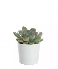 Echeveria - Rosetturt mini
