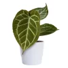 Anthurium Crystallinum 12 cm