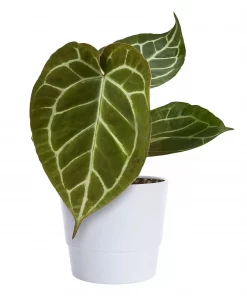 Anthurium Crystallinum 12 cm