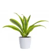 Dracaena 'Lemon Lime' - Draketre 12 cm