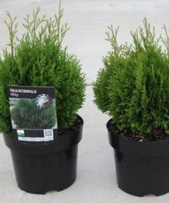 Thuja occidentalis Miky 17 cm