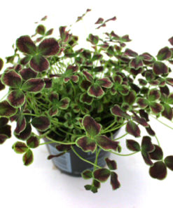 Trifolium - Kløver 12 cm