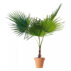 Washingtonia - Dvergpalme 21 cm