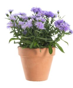 Asters Novi Belgii 11 cm trio