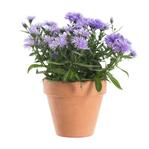 Asters Novi Belgii 11 cm trio