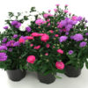 Asters Novi Belgii 11 cm