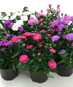 Asters Novi Belgii 11 cm