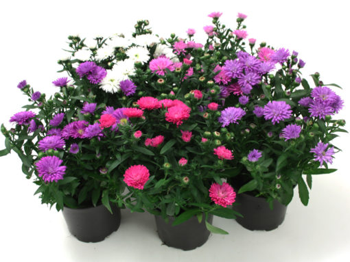 Asters Novi Belgii 11 cm