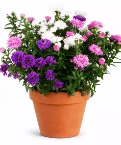 Asters Novi Belgii 11 cm trio