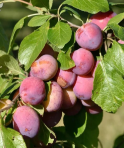 Frukttrær Prunus - Plomme 'Domestica Victoria'