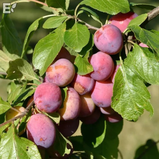 Frukttrær Prunus - Plomme 'Domestica Victoria'