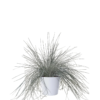 Festuca Glauca 'Intens blue' - Blåsvingel 11 cm