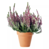 Calluna - Lyng 10 cm Garden Girls