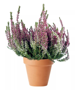 Calluna - Lyng 10 cm Garden Girls