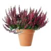 Calluna - Lyng 11 cm Garden Girls